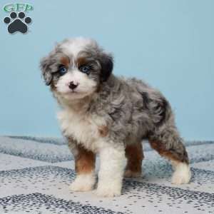 Frankie, Mini Aussiedoodle Puppy